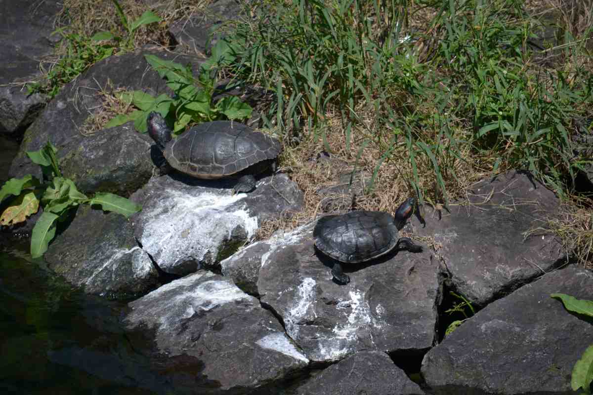 調査詳細 環境省