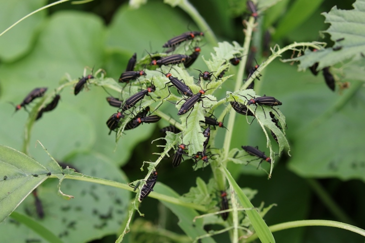 タンザニア産　特大エンマハンミョウ　59mm 53mm Yahoo!オークション -「エンマハンミョウ」(虫類) の落札相場・落札価格