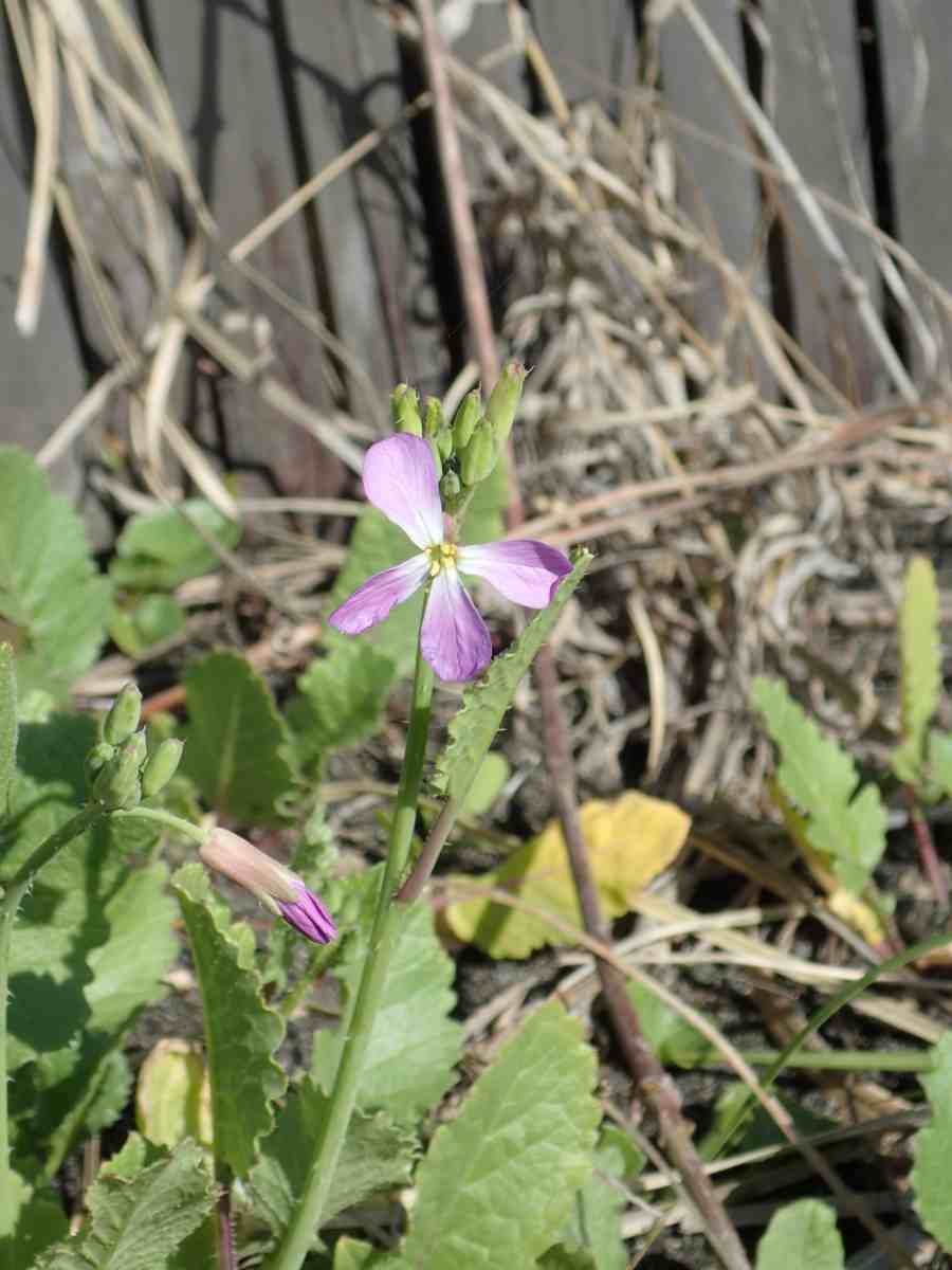 詳細検索 環境省