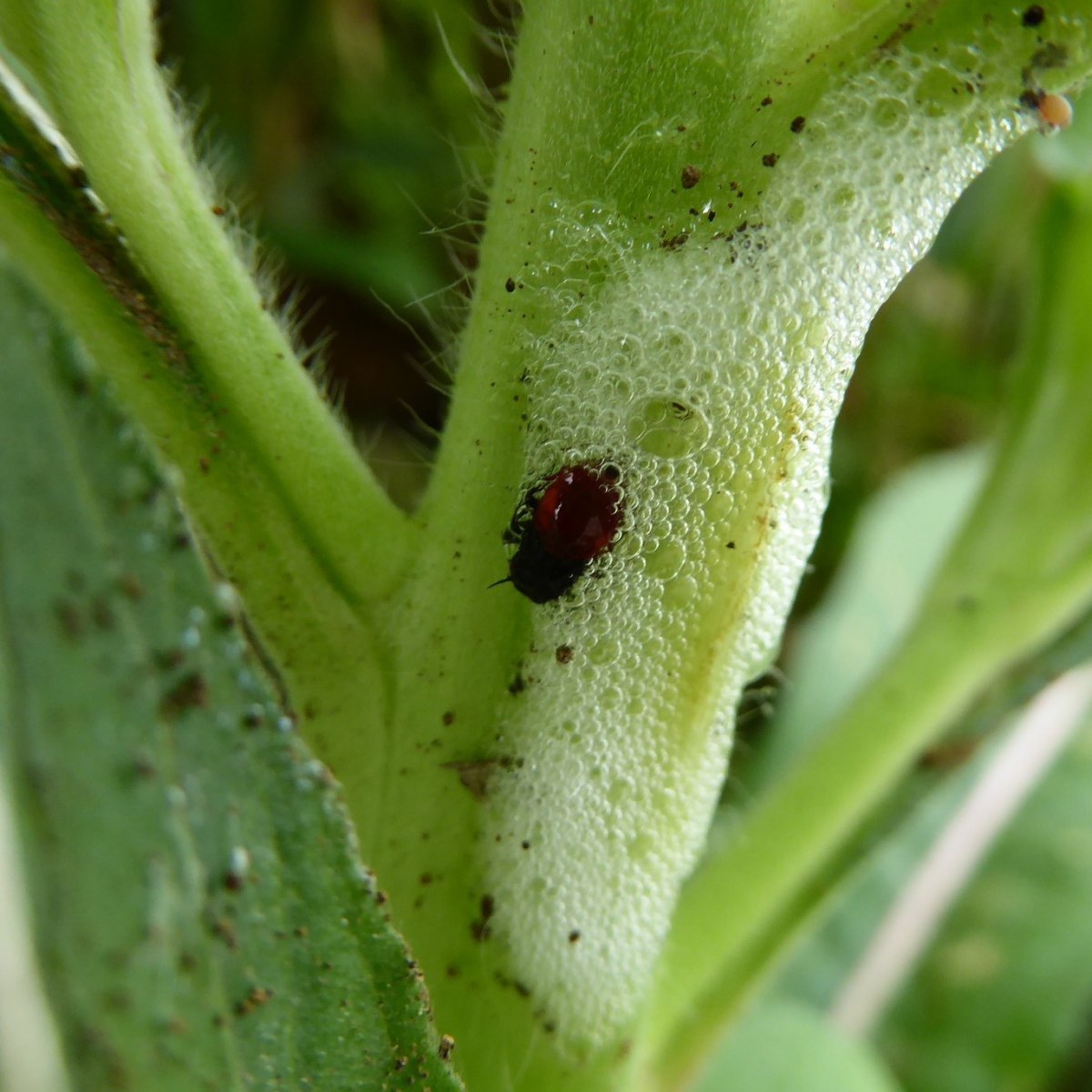 詳細検索：環境省