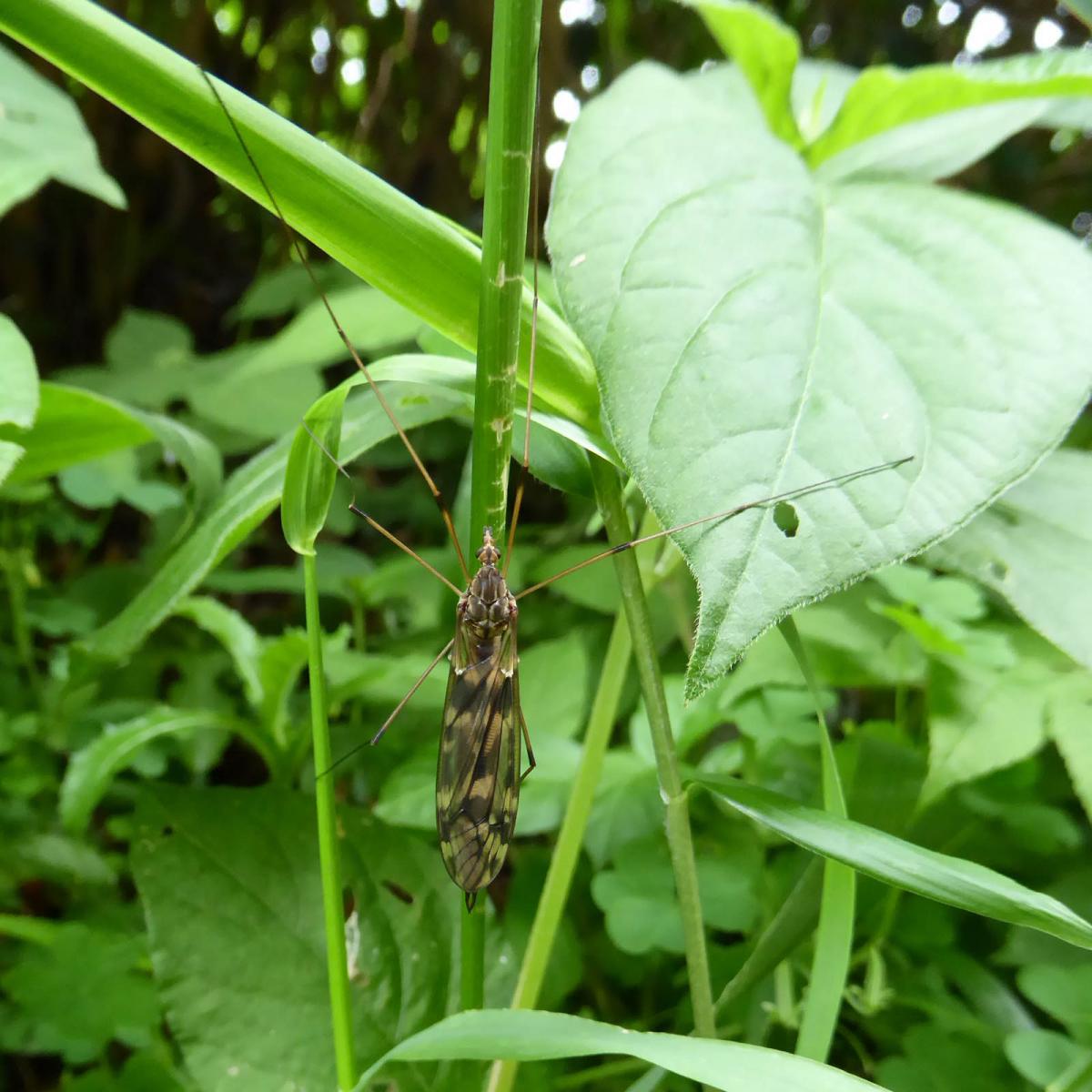 生物　閲覧用 詳細検索：環境省
