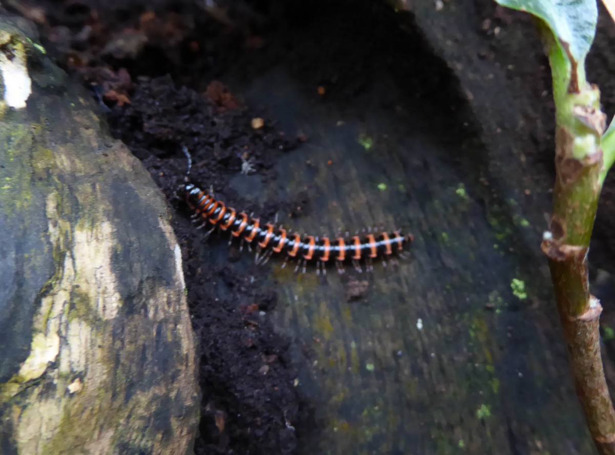 詳細検索 環境省