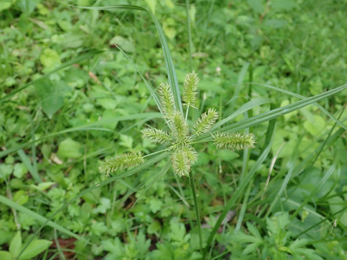 詳細検索 環境省