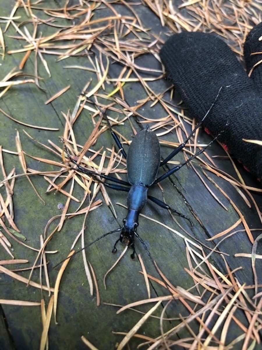 詳細検索：環境省