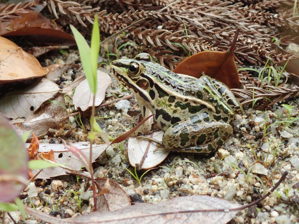 詳細検索：環境省