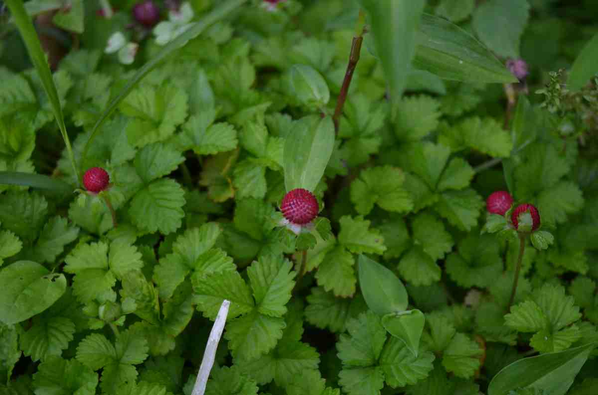 詳細検索 環境省
