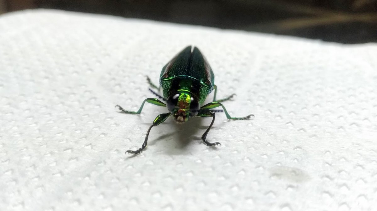 エ*ン様 メキシコ タマムシ 標本 未検品 GPSデータあり エ*ン様