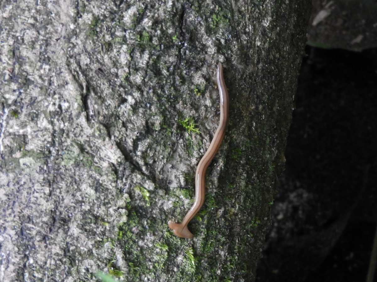 詳細検索：環境省