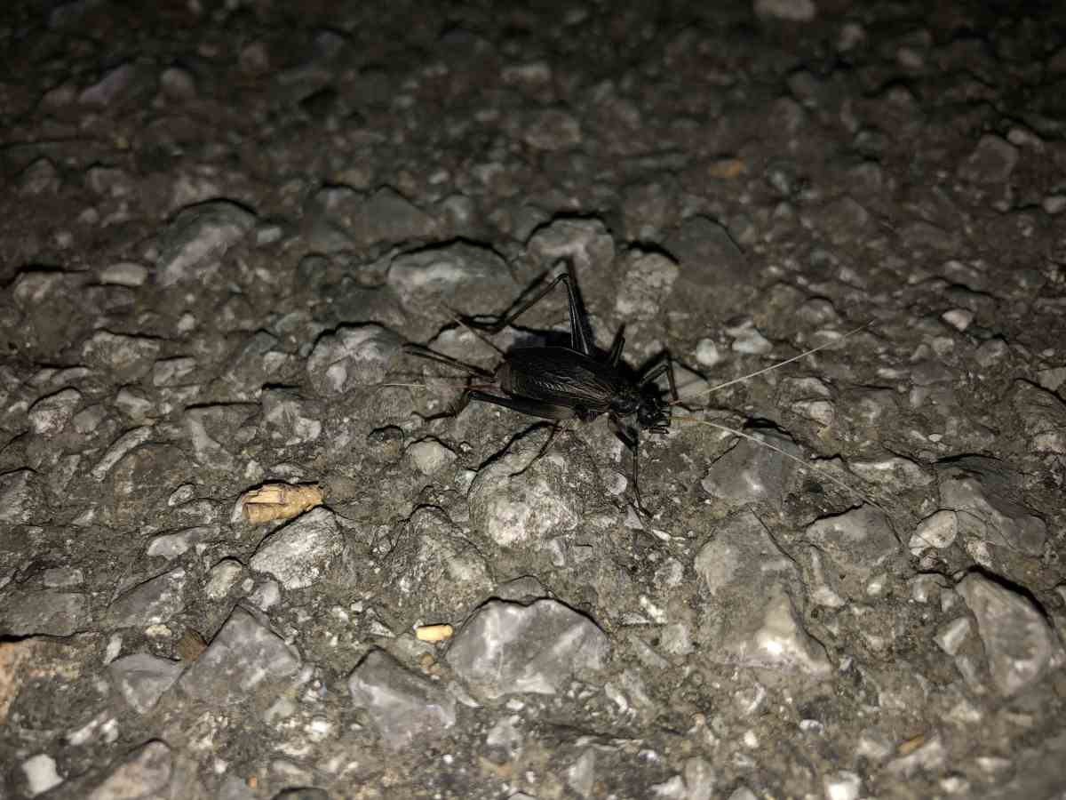 スズムシパイナップル スズムシパイナップル 即購入OK様 リクエスト 2点 まとめ商品