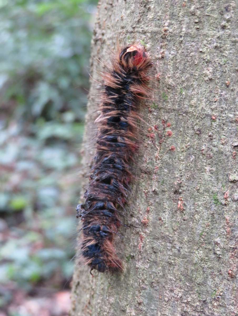 生物　閲覧用 Buy Biohazard II Venus Flytrap- Potted - Mi Flytraps