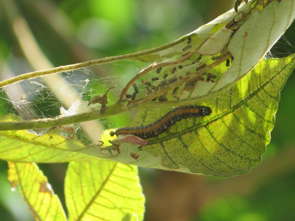 カラスアゲハ  16体 採取地記載 詳細検索：環境省