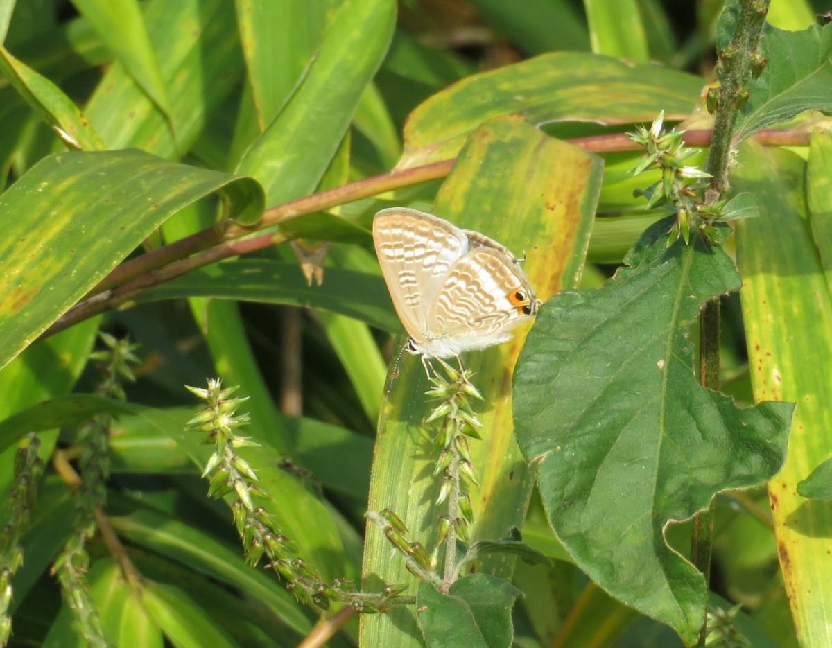 詳細検索：環境省