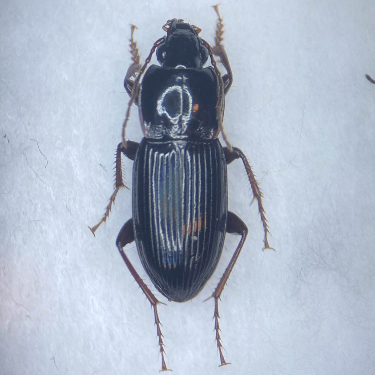 詳細検索：環境省