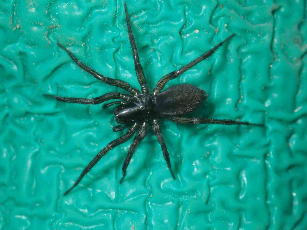 日本産クモ類 Japan Spider Catalog | 日本産クモ類分布データベース