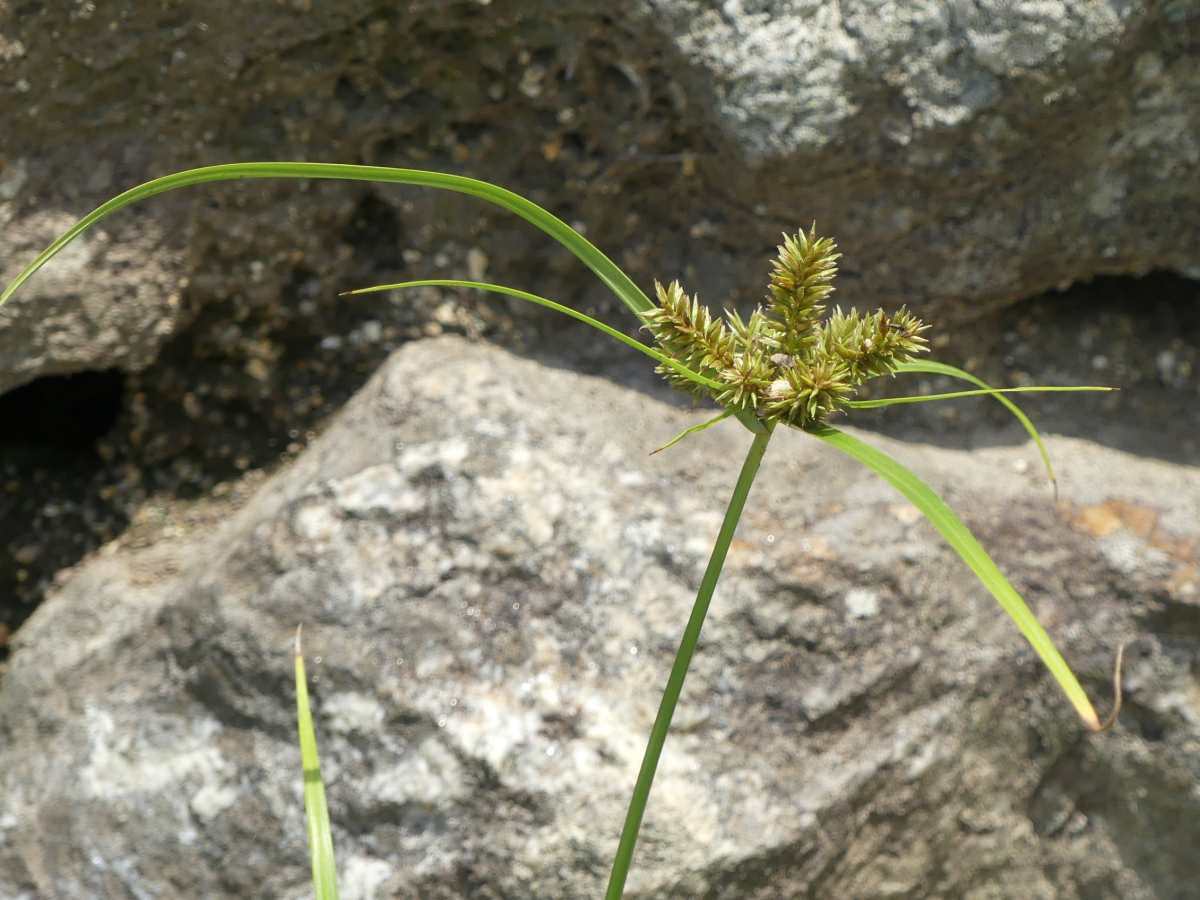 詳細検索 環境省