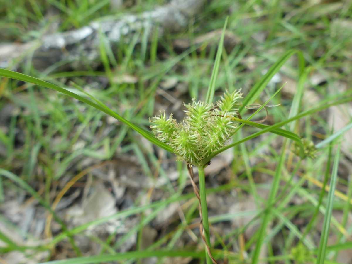詳細検索 環境省
