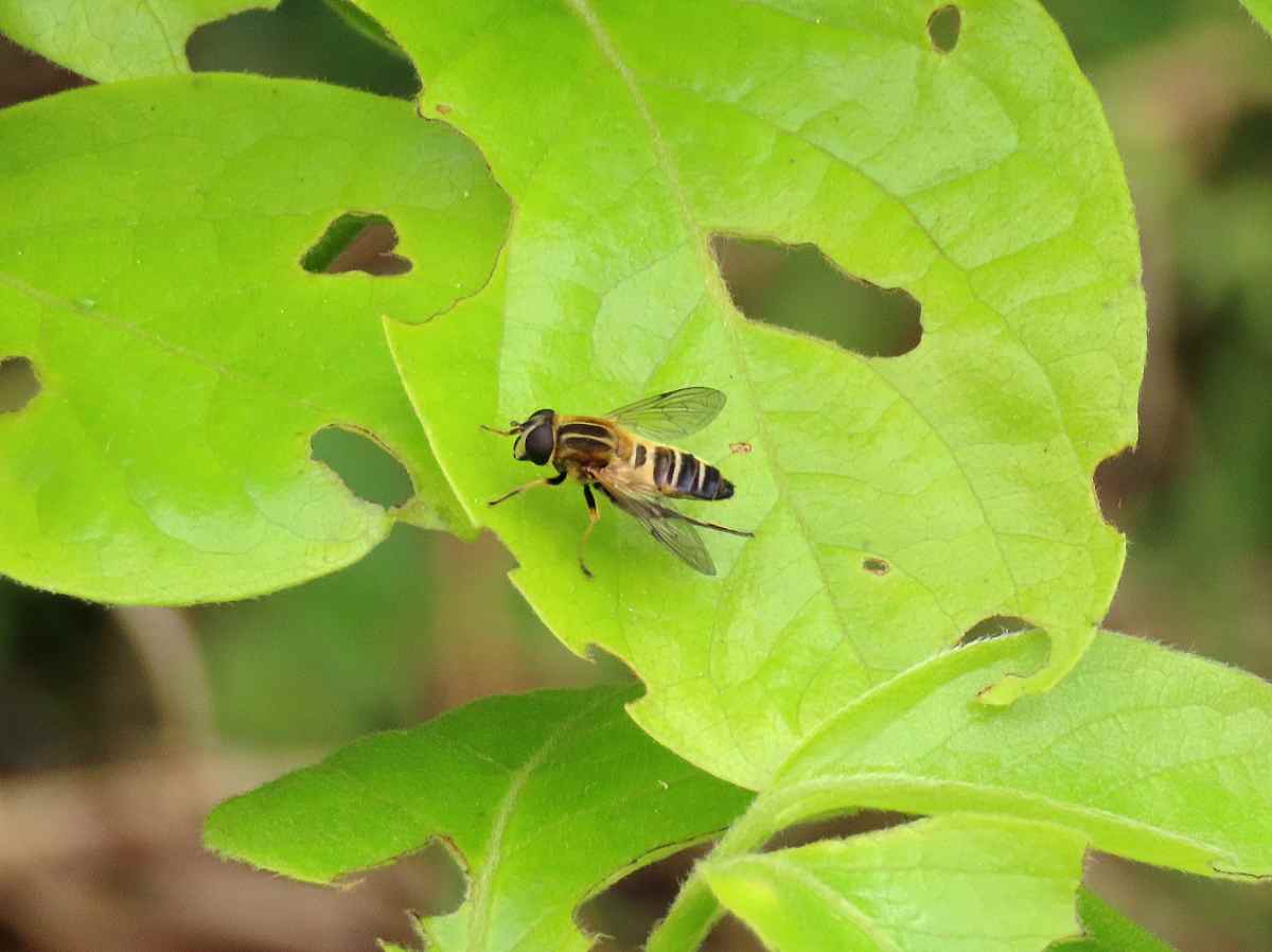 詳細検索 環境省