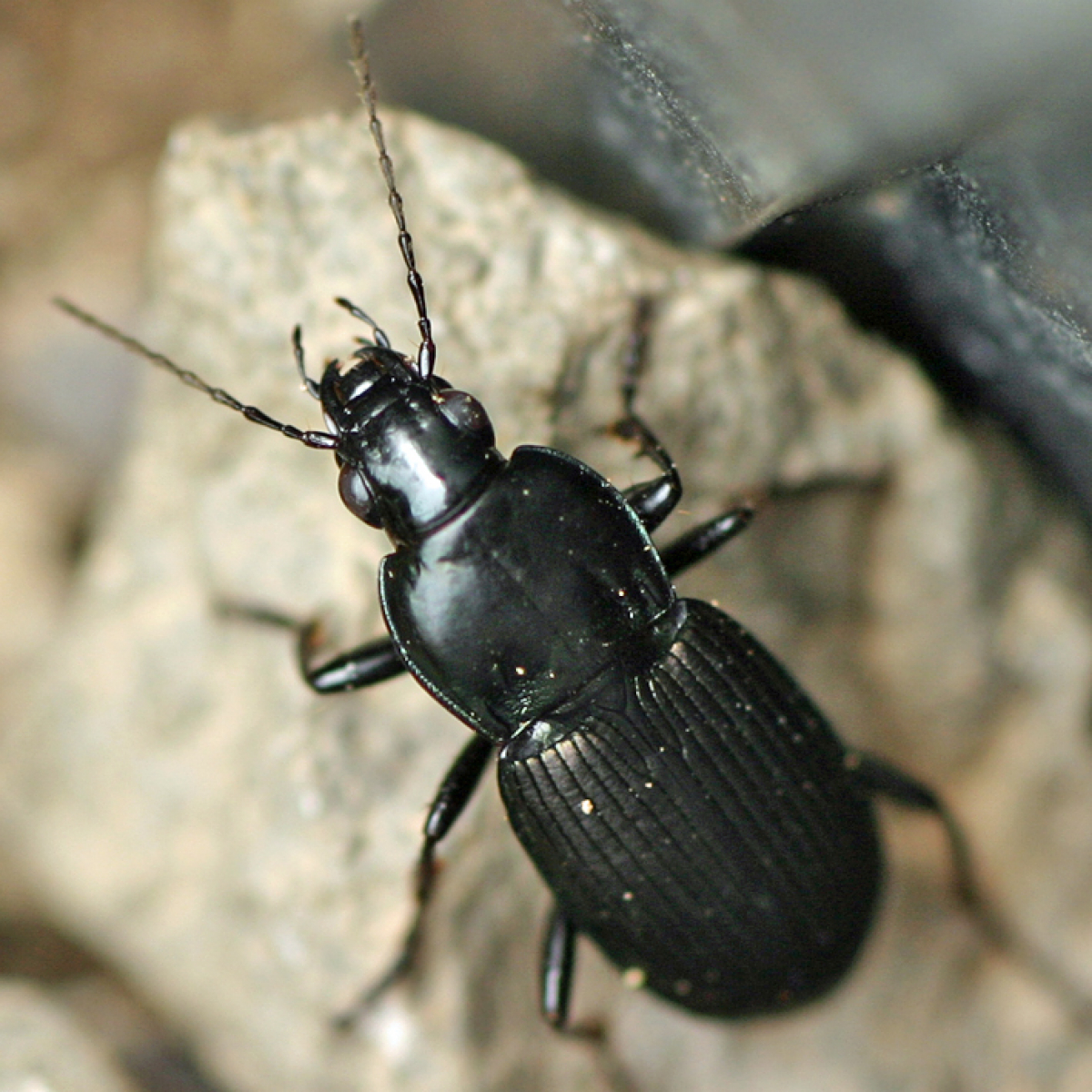 詳細検索：環境省