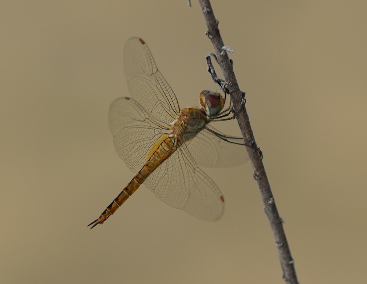 詳細検索 環境省