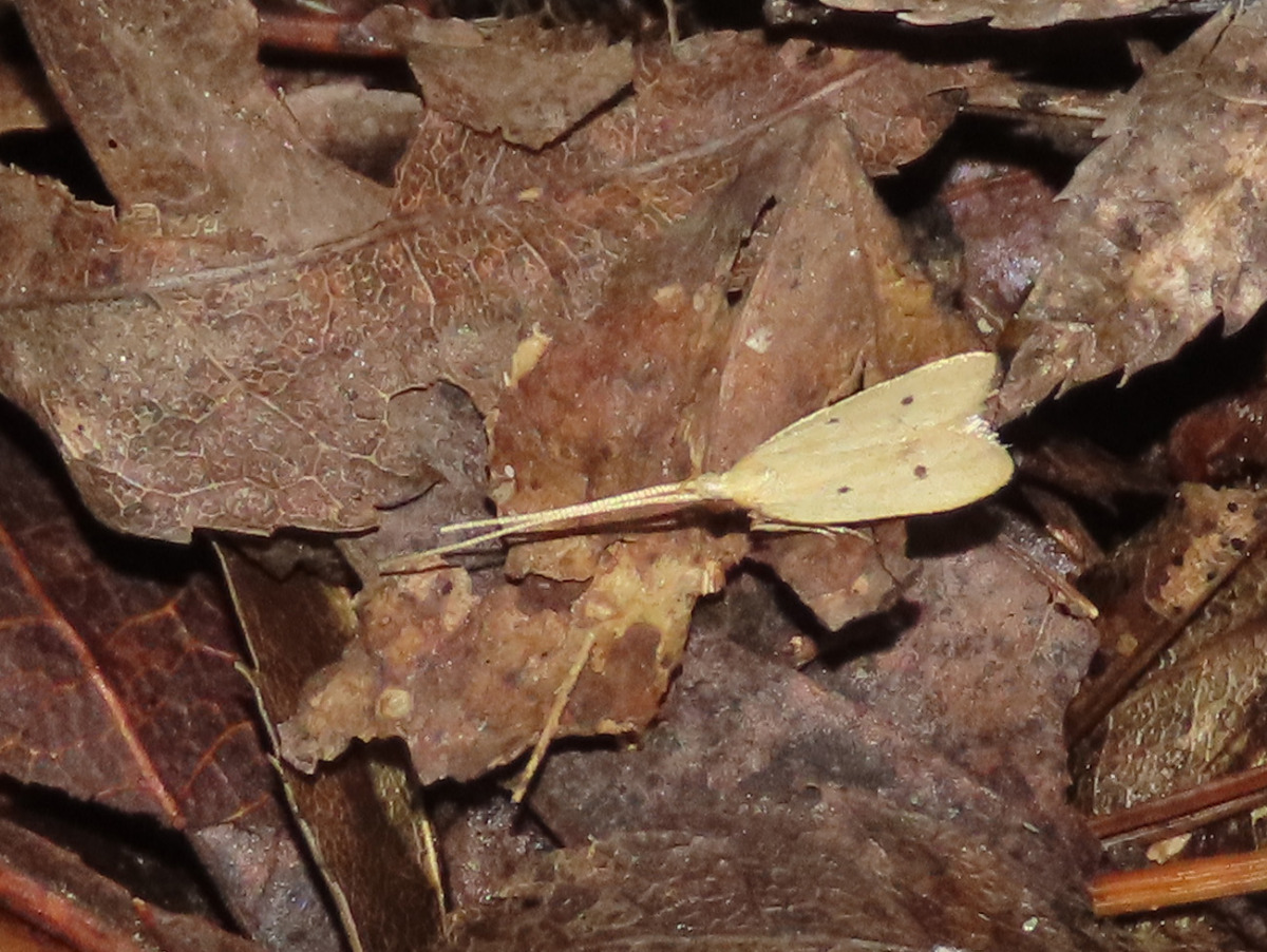 詳細検索：環境省