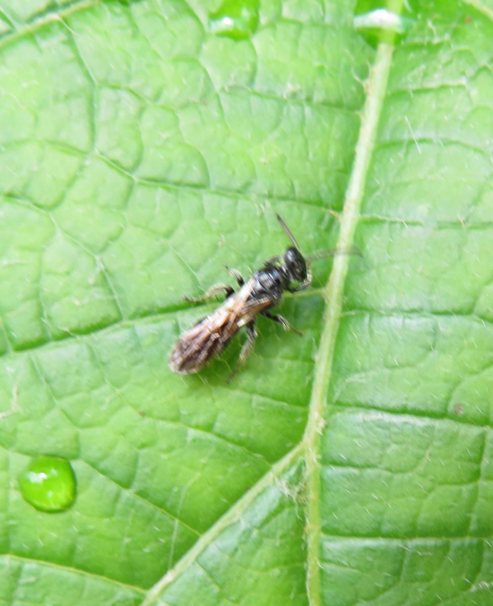 生物　閲覧用 詳細検索：環境省