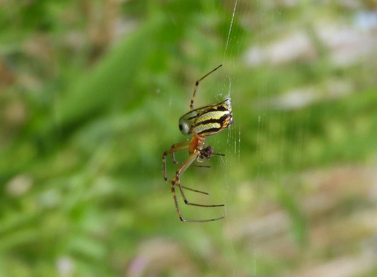詳細検索 環境省