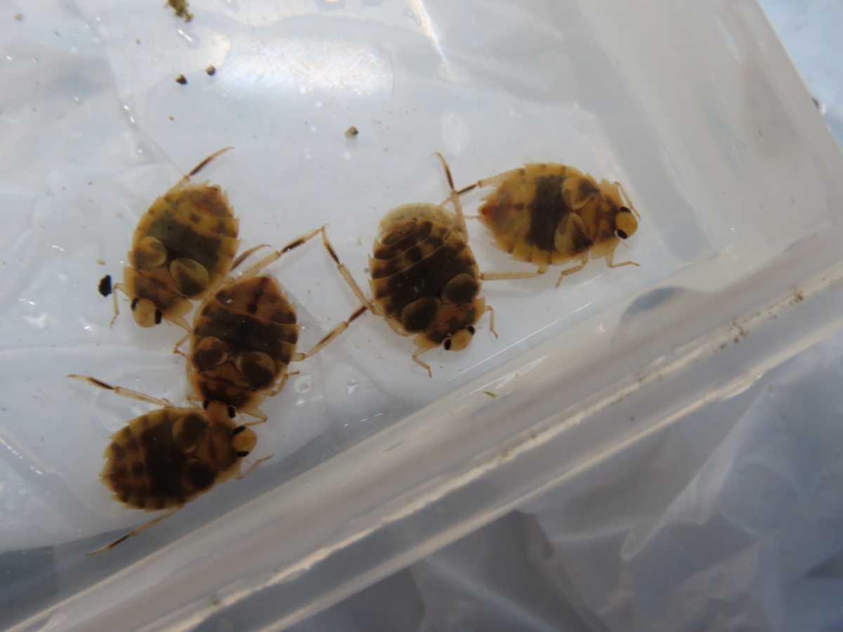 詳細検索：環境省