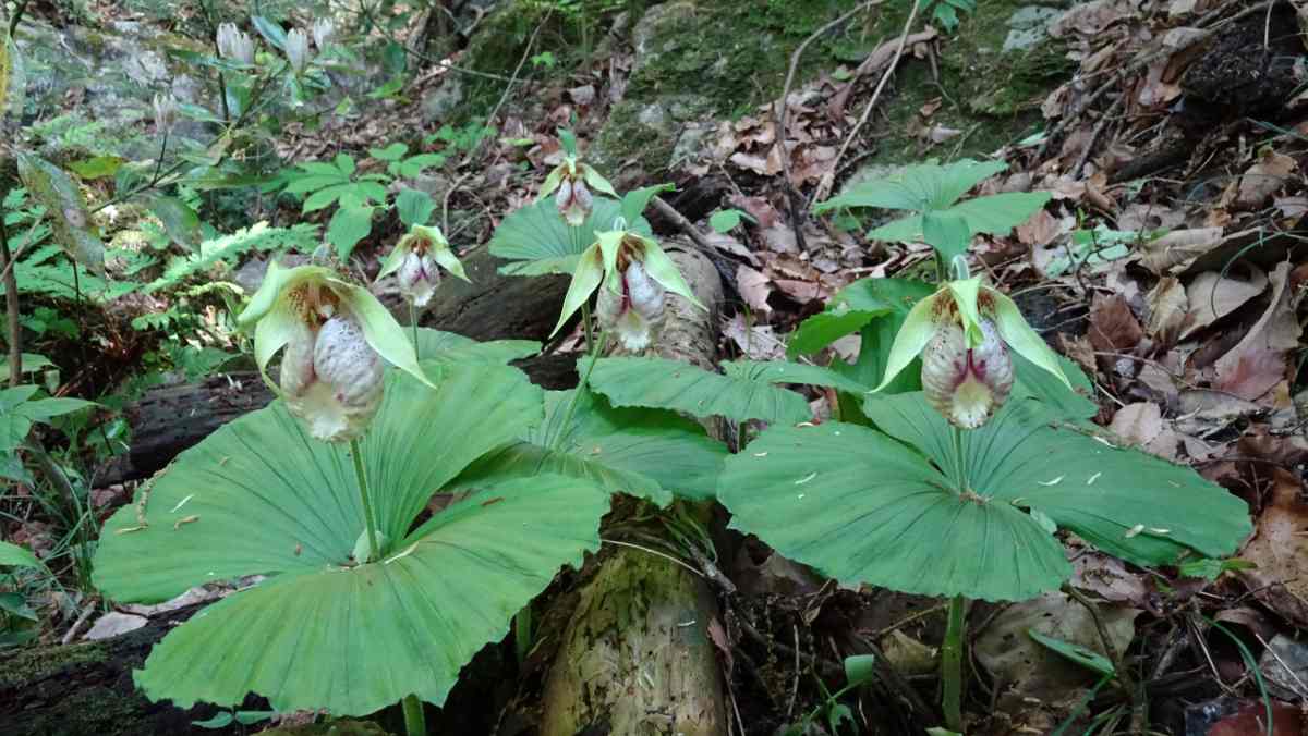 クマガイソウ C 山野草 苗 日本クマガイソウ C 開花株1芽 葉芽3芽 速達