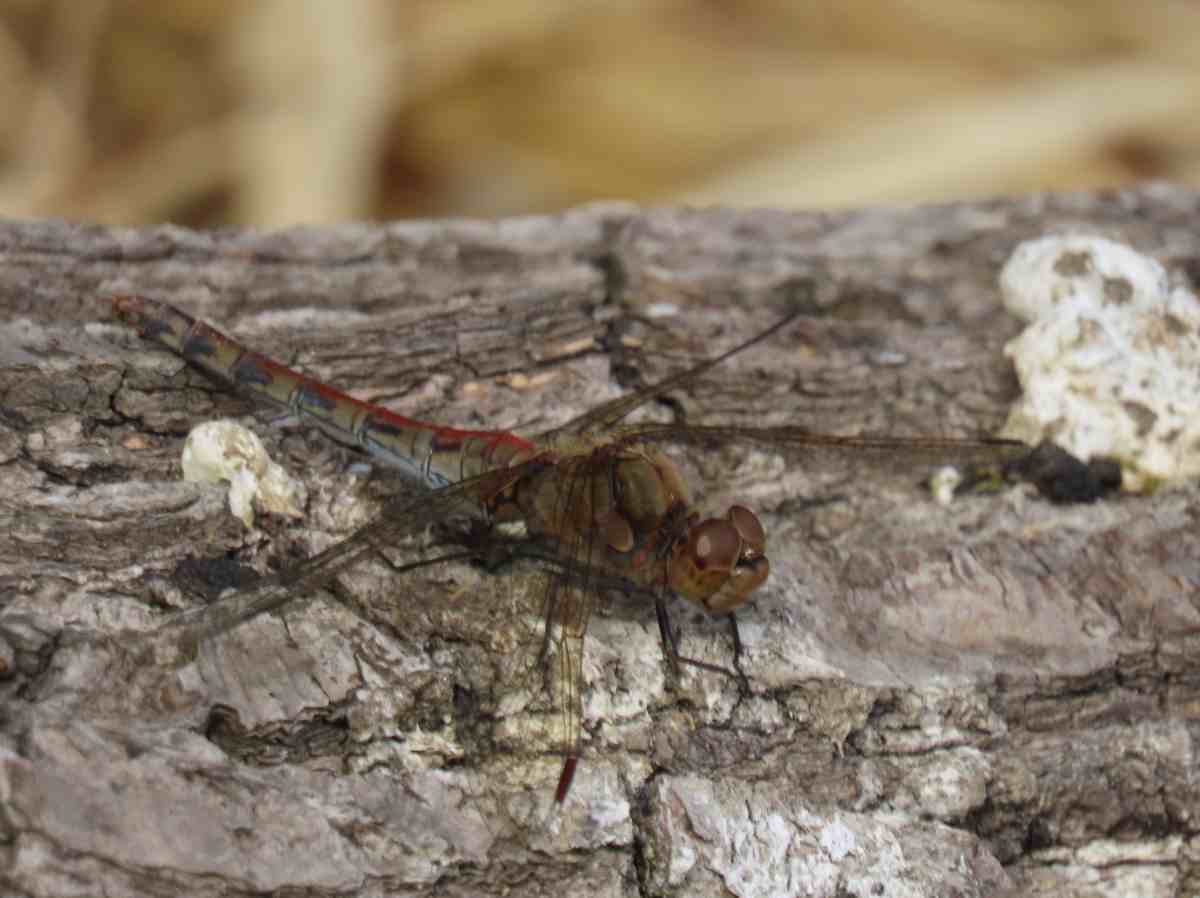 詳細検索 環境省 詳細検索 環境省