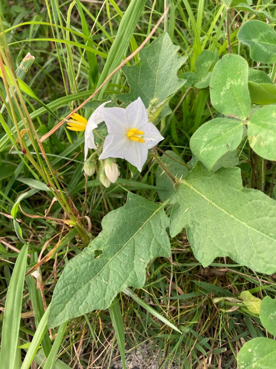 詳細検索 環境省