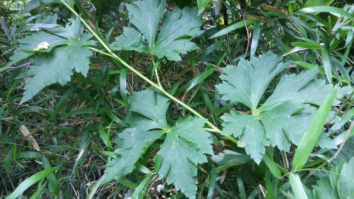 詳細検索 環境省