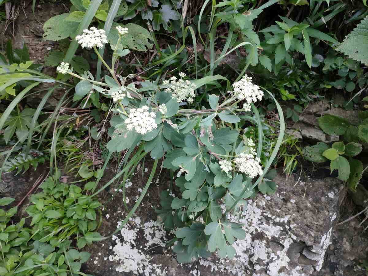 詳細検索 環境省