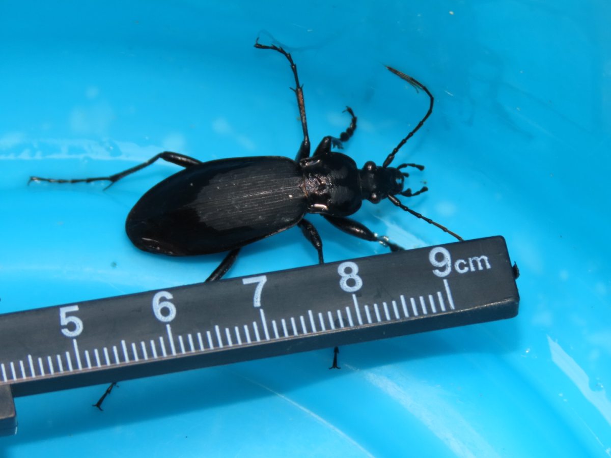 詳細検索：環境省