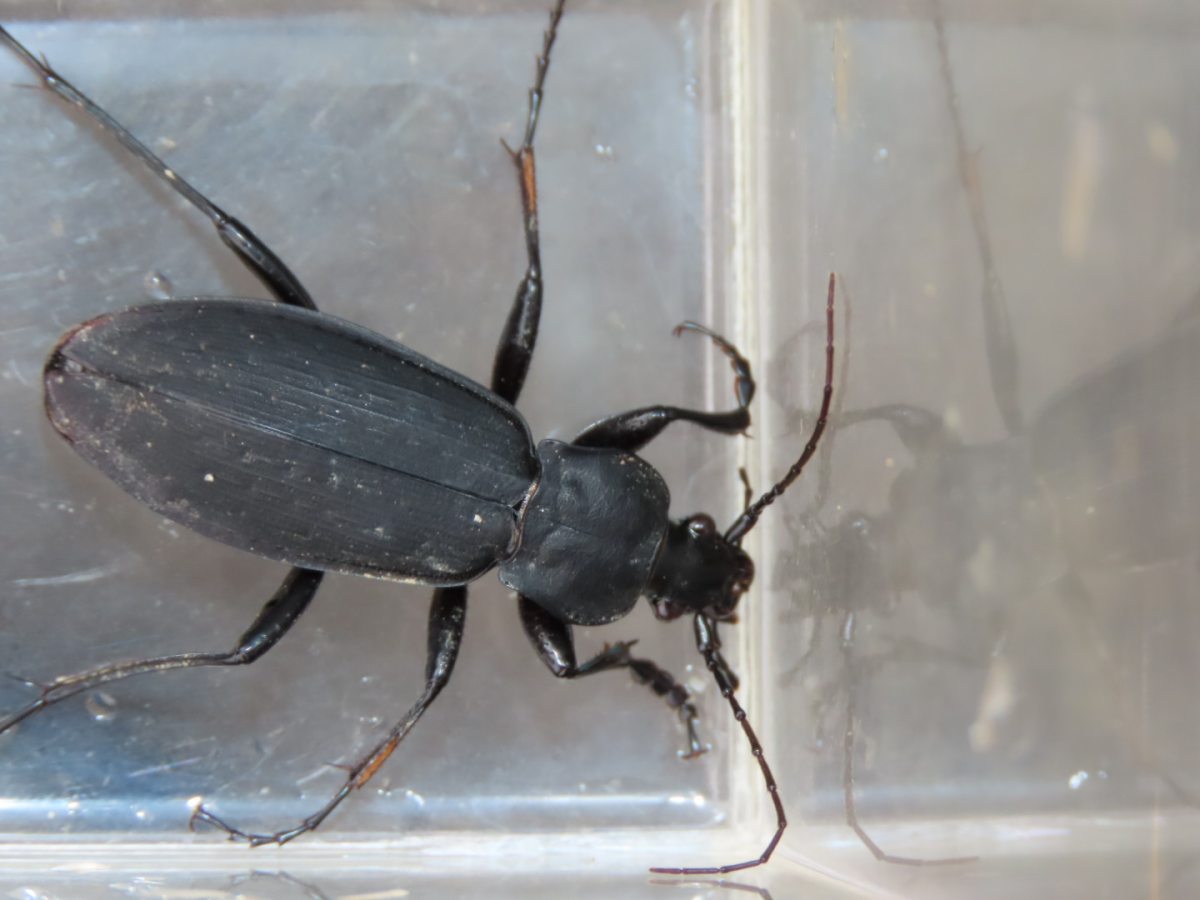 詳細検索：環境省