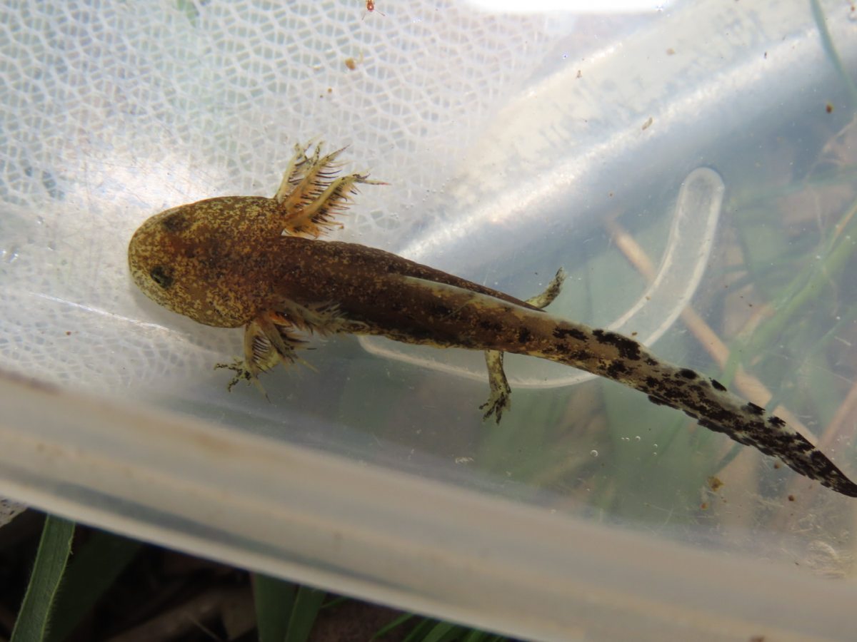 詳細検索:環境省