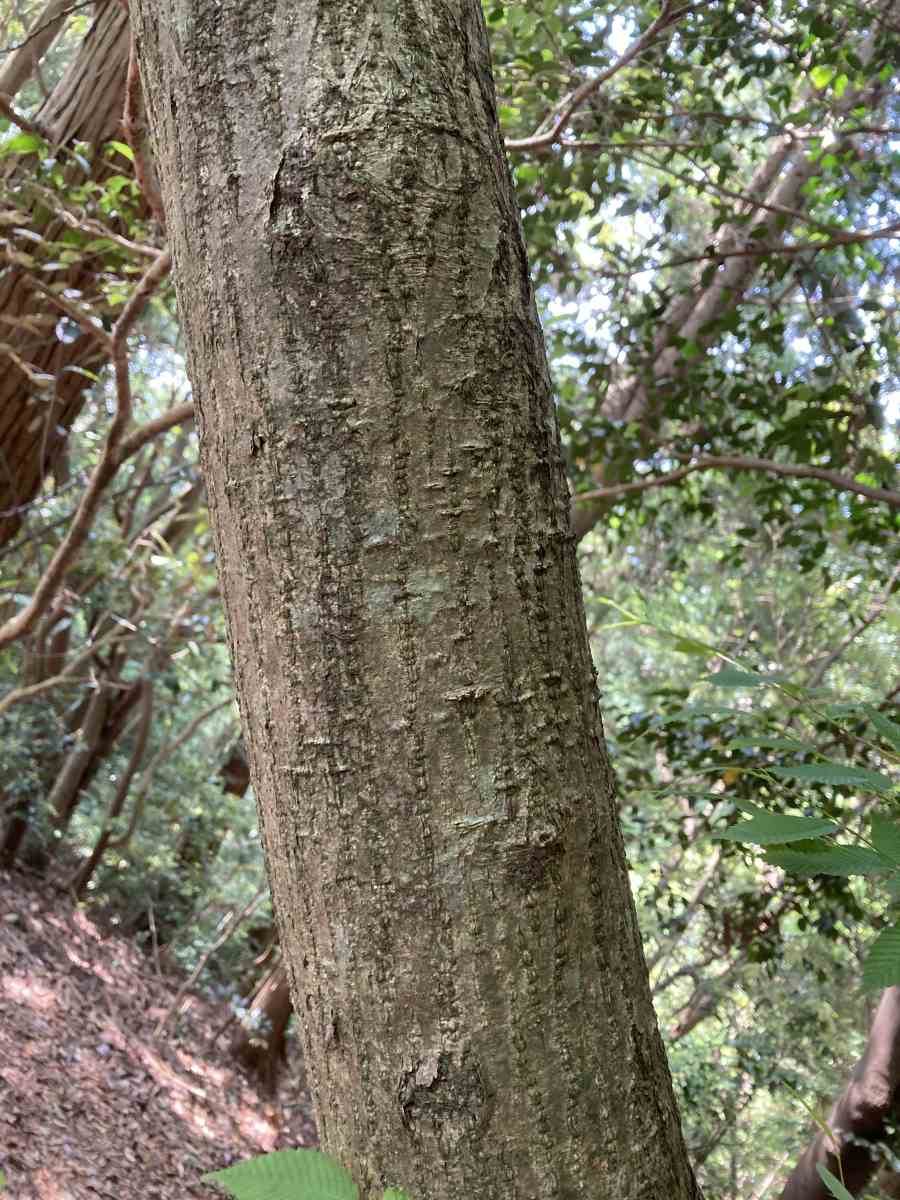 山採り　クマシデ 詳細検索：環境省
