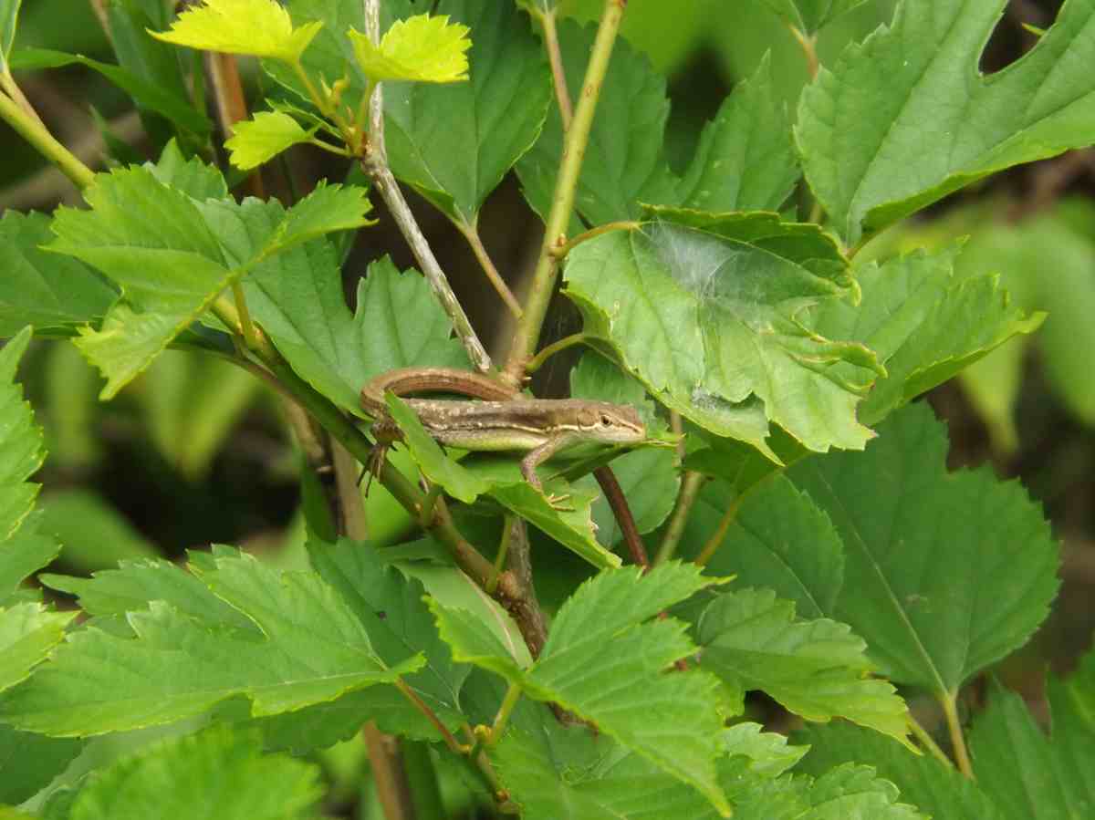 詳細検索：環境省