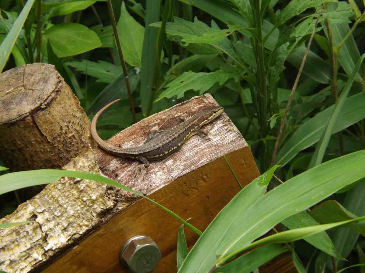 詳細検索：環境省