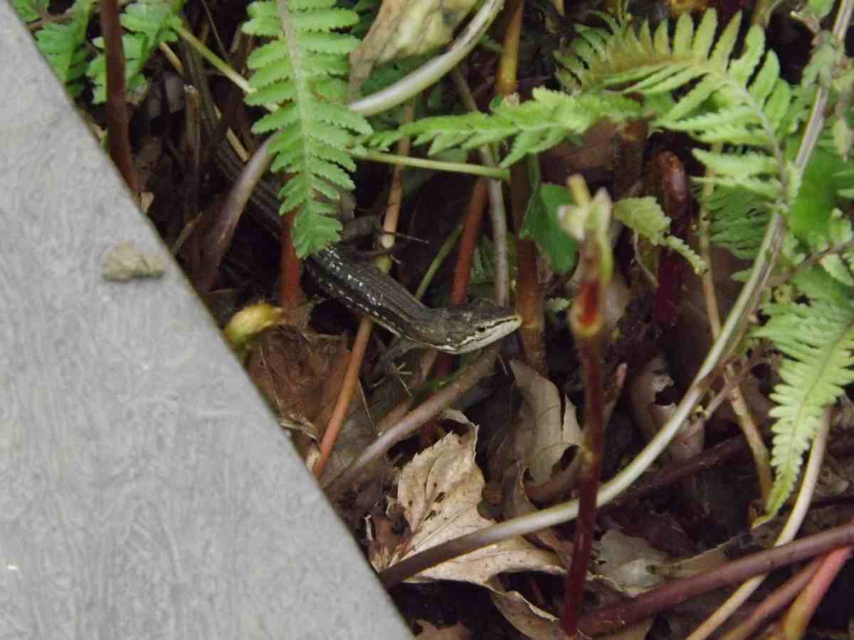 詳細検索：環境省