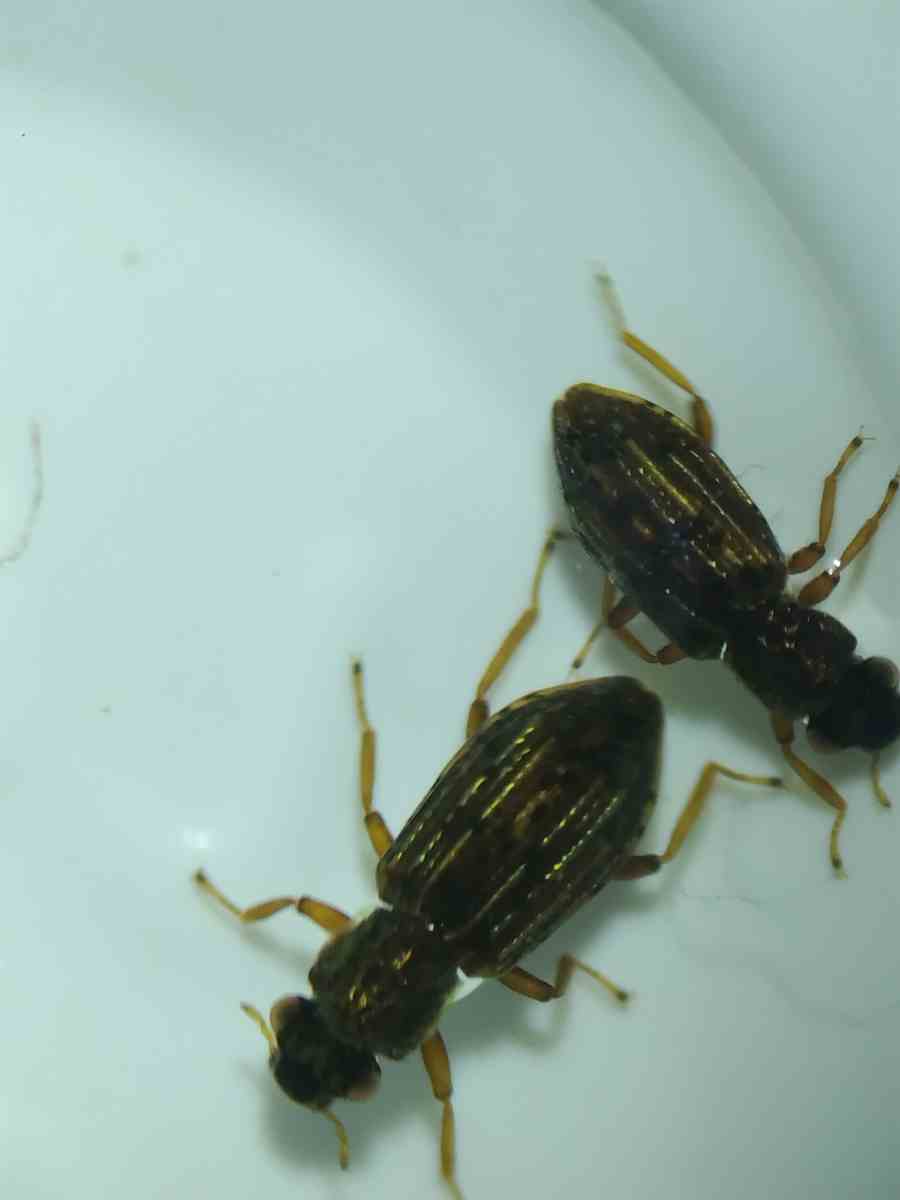 Uruguay Thronistes rouxi 31mm 【公式通販】