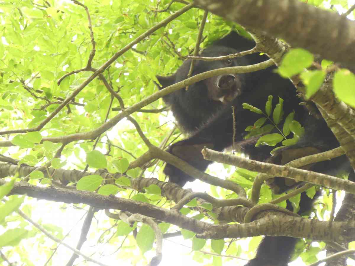 詳細検索：環境省
