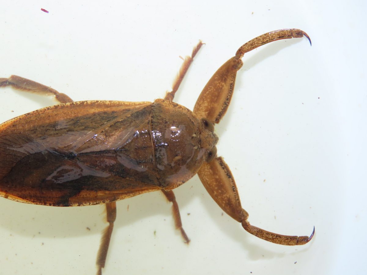 ヒロページ 詳細検索：環境省