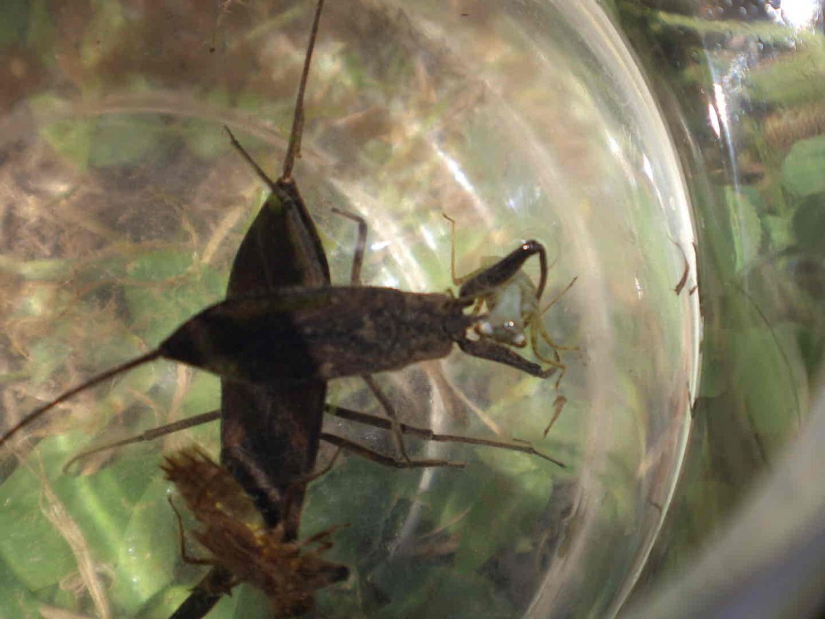 絶滅危惧種　 318ci 8.3万キロ 詳細検索：環境省