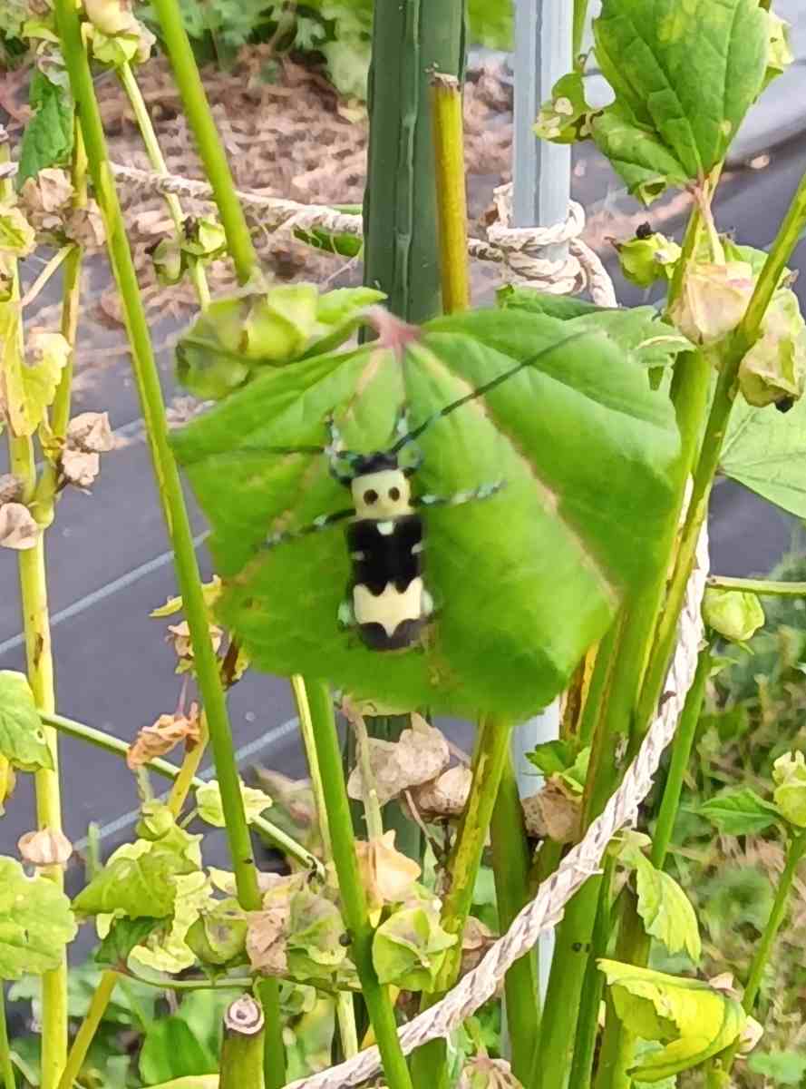 パラタイプ　カミキリ　標本 詳細検索：環境省