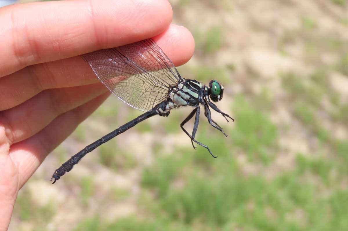 絶滅危惧種　 318ci 8.3万キロ 詳細検索：環境省