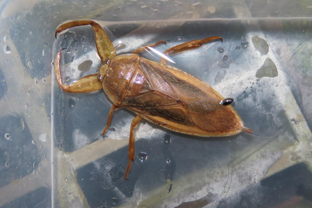 絶滅危惧種　 318ci 8.3万キロ 詳細検索：環境省