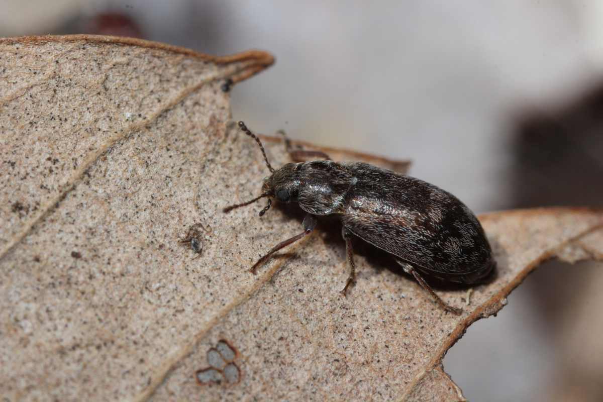 生物　閲覧用 新しい生物科学(・取り寄せ)』弥益恭共編他 - 田舎の本屋さん