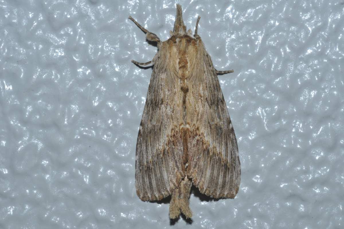 生きている(有) 新車】2026年新型「ZX-25RR」SEと共に10/1発売！105万2700円で足回り