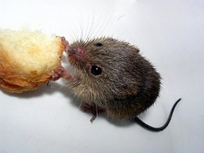 カヤネズミの゙巣 6個セット アウトレット 価格ペット用品