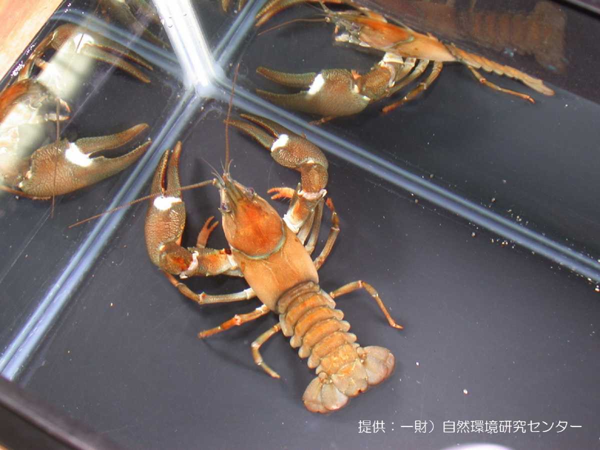 対象種詳細 環境省 対象種詳細 環境省